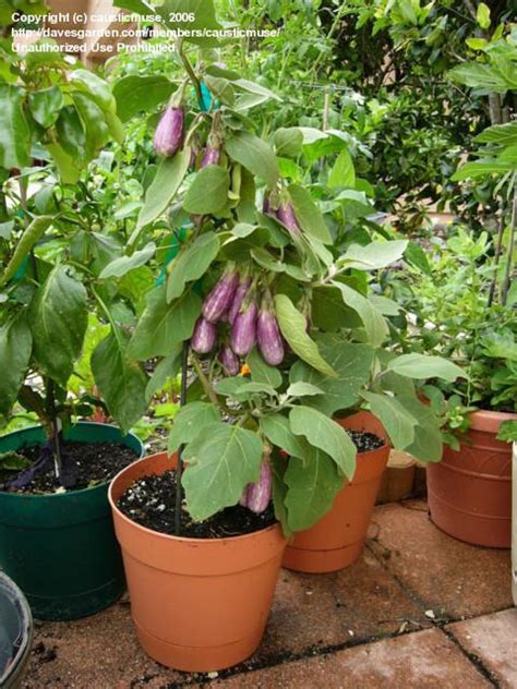 Most Popular Vegetables for Containers Gardening - Gardening for Beginners