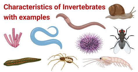 Classification Of Invertebrates Chart With Definitions And, 60% OFF