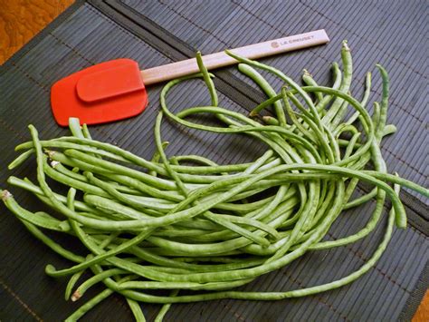 Growing Italian Green Beans - Centex Cooks