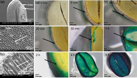 Seed coat structure and dyeing water absorption process in C.... | Download Scientific Diagram