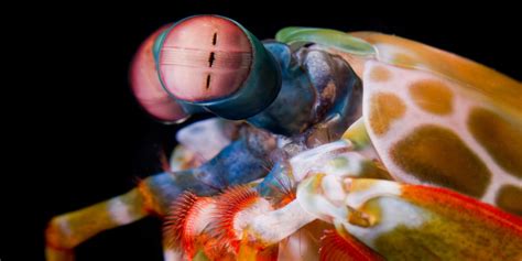 Mantis Shrimp Use 'Sunscreen' To See UV Light, Researchers Find | HuffPost