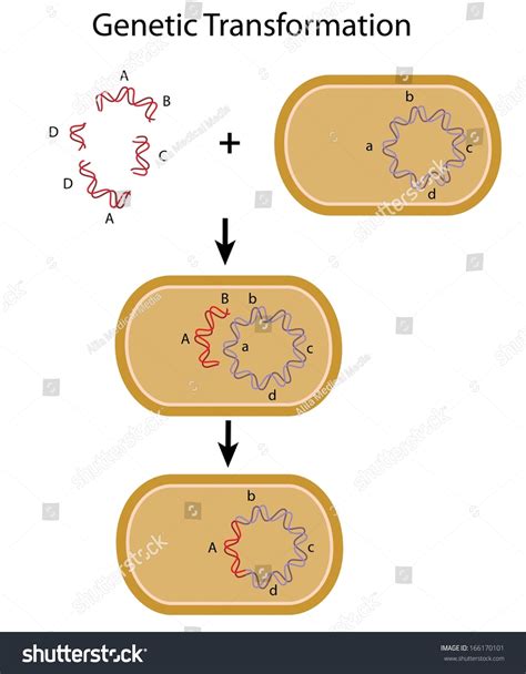 Bacterial Transformation Stock Illustration 166170101 - Shutterstock