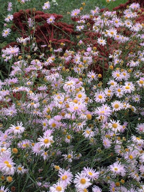 Boltonia asteroides 'Pink Beauty' | Starflower | Kings Garden Center