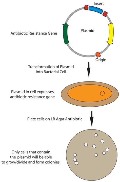 Addgene: Protocol - How to do a Bacterial Transformation