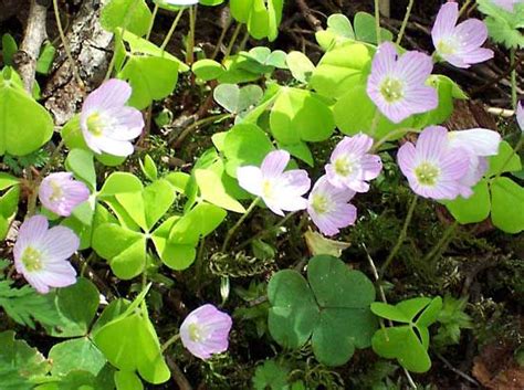 White clover | plant | Britannica