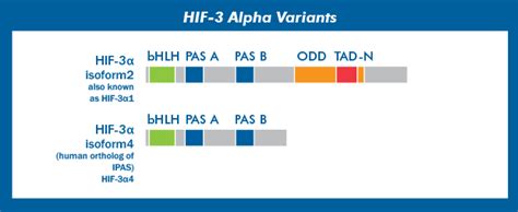 Hypoxia Inducible Factors: Novus Biologicals