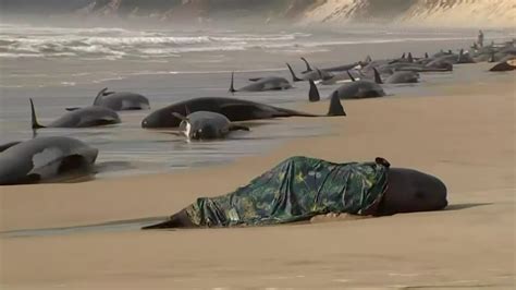 Mass Pilot Whale Stranding - Videos from The Weather Channel