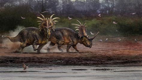 Styracosaurus Digital Art by Anthony James Hutchings | Pixels