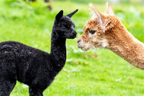 Ultra-rare black alpaca born in Scotland – and its fur could be worth THOUSANDS