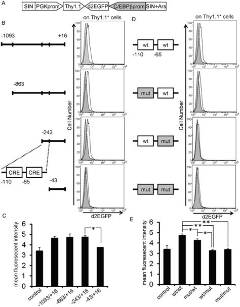 A. Schematic illustration of the lentivirus vector. SIN,... | Download ...