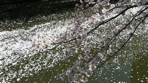 Tokyo on Foot: Meguro River Cherry Blossom Walk - Savvy Tokyo