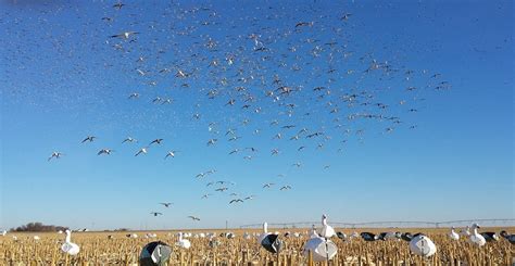 Snow Goose Hunting 101 - Everything You Need for Hunting Snow Geese