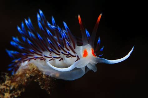 45 best Abyssal Zone images on Pinterest | Marine life, Under the sea and Water animals