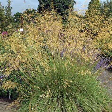 Stipa Gigantea - The Diggers Club