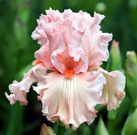 TALL BEARDED IRIS IN MY GARDEN TODAY - Sowing the Seeds