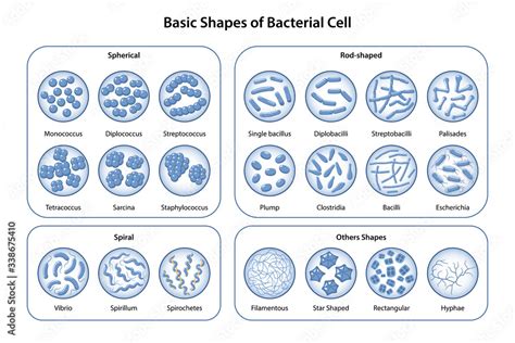 Basic shapes and arrangements of bacteria. Morphology. Microbiology. Types of shapes: spherical ...