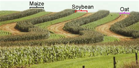 Cropping System and Cropping Pattern - UPSC IAS - UPSC Notes » LotusArise