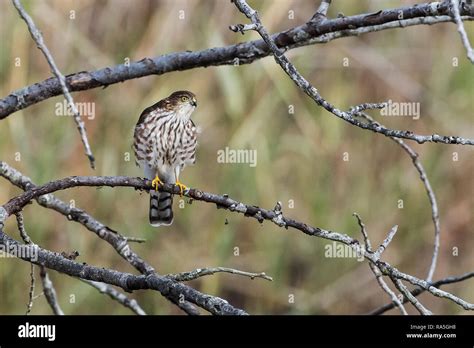 Juvenile sharp-shinned hawk Stock Photo - Alamy