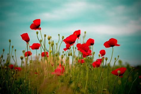 Poppies Wallpapers - Wallpaper Cave