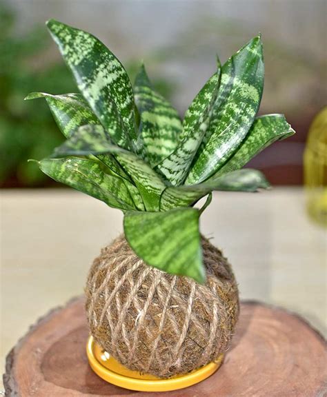 Sansevieria Plant Moss Ball - Kokedama - Nestreeo.com