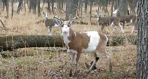 VIDEO: Group of Rare and Beautiful Piebald Deer Sighted