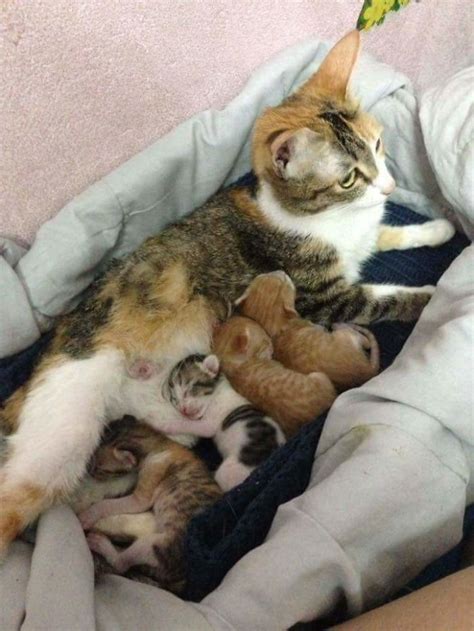 Father Cat Supports Mom Cat Giving Birth, Wins Everyone’s Hearts | Bored Panda