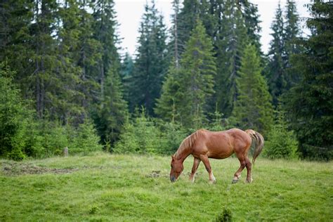 6 Tips To Keep Your Horse Pasture In Great Shape