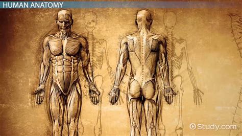 Anatomy vs. Physiology | Concepts, Differences, & Purposes - Video ...