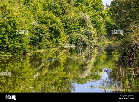 Green trees reflecting in The Royal Military Canal, Hythe, Kent Stock ...