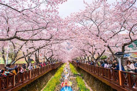 Top 5 cherry blossom festivals in South Korea in 2017 | Cherry blossom ...