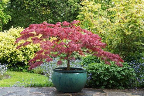 Best trees to grow in pots: 15 beautiful compact varieties | Homes ...