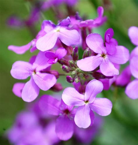 Beautiful purple wildflowers on the beach of Lake Andes in South Dakota ...