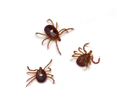 Lone Star Ticks are on the Rise