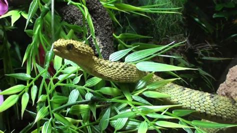 Arboreal snakes: Definition guide and basic care