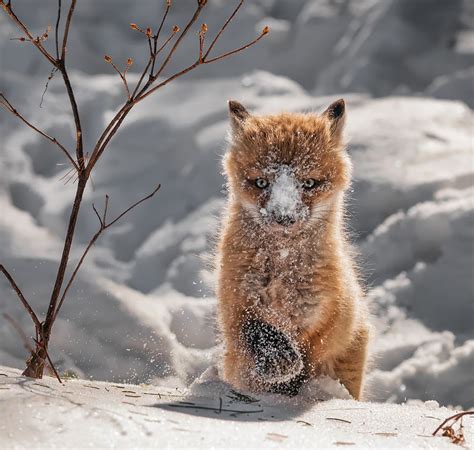 102 Stunning Winter Fox Photos That'll Make You Fall In Love With Foxes ...