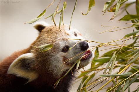 nom | Another pic from a red panda eating some bamboo | Cloudtail the Snow Leopard | Flickr