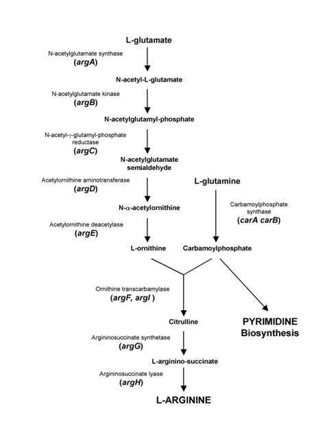 The arginine biosynthetic pathway. Note that ArgF and ArgI are ...