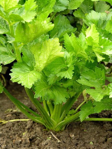 Harvesting Celery: When And How To Harvest Celery | Growing celery, Celery plant, Growing food