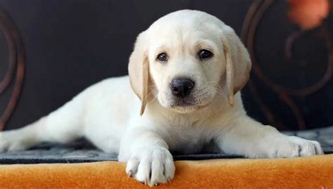 Labrador Puppies for Sale in Chennai, Tamil Nadu | The Chennai Pets