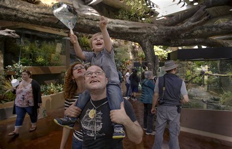 Birds, snakes and sloths meet in new S.F. zoo exhibit | San francisco zoo, Zoo, Two toed sloth