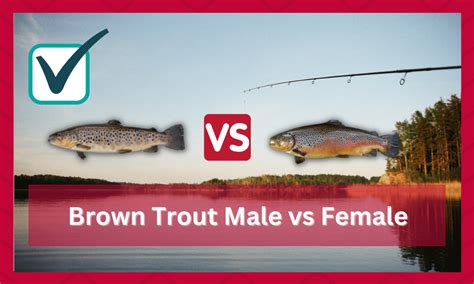 Brown Trout Male vs Brown Trout Female - What's The Difference? - FuncFish