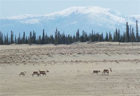 National Park Getaway: Kobuk Valley National Park (U.S. National Park ...