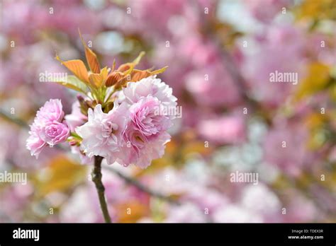 Japanese cherry blossoms Kyushu cherry blossoms Stock Photo - Alamy