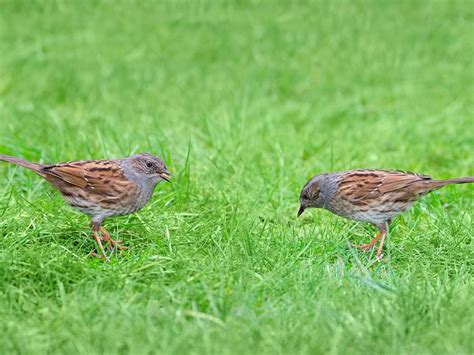 Dunnock Nesting: A Complete Guide | Birdfact