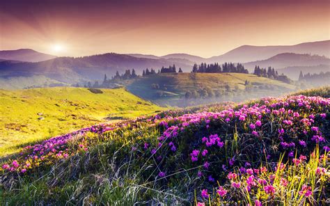 Sunlit Pink Flower Field: An HD Wallpaper of Nature's Beauty