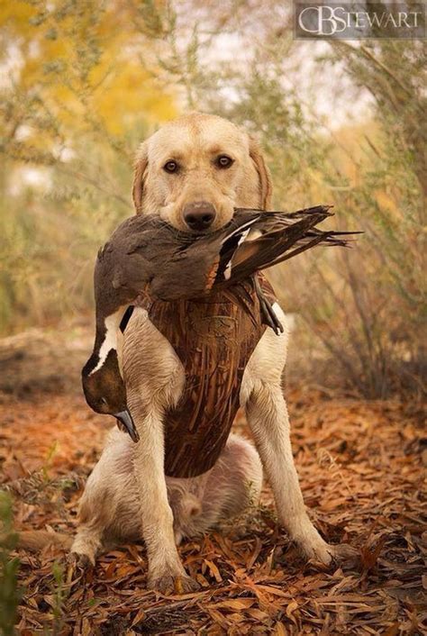 Yellow Labrador retriever duck hunting. Nevada lab puppy with a pintail ...