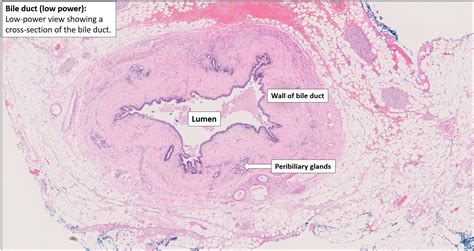 Bile duct – Normal Histology – NUS Pathweb :: NUS Pathweb