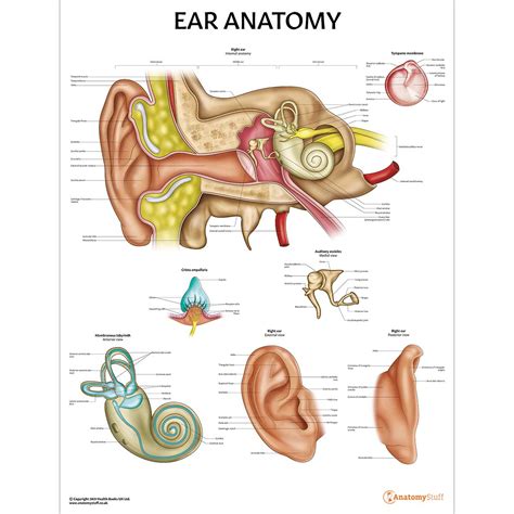 Ear Anatomy Poster | Anatomical Ear Chart | AnatomyStuff