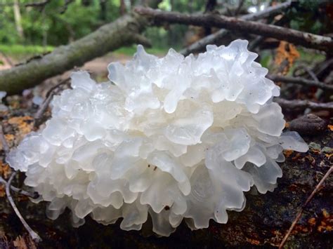 Tremella fuciformis (White Snow Fungus): Benefits & Identification