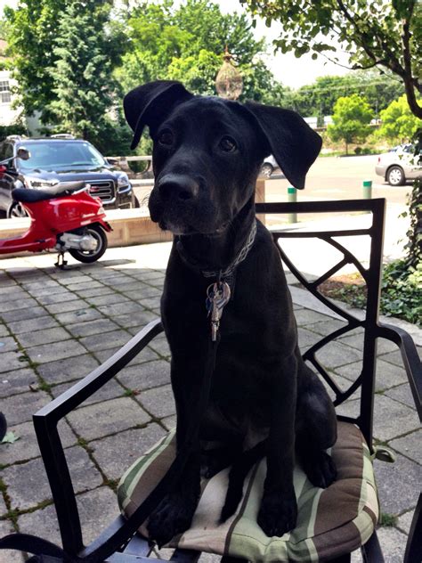 Labradane puppy Duke 4 months old, Black lab great dane mix | Great ...